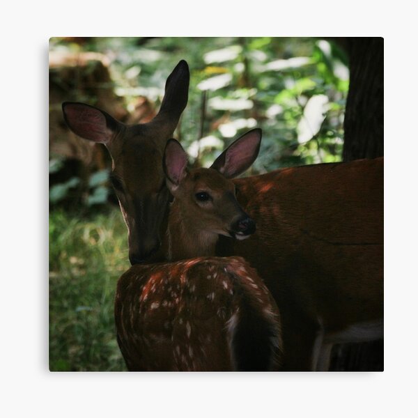 Mother and Fawn Canvas Print