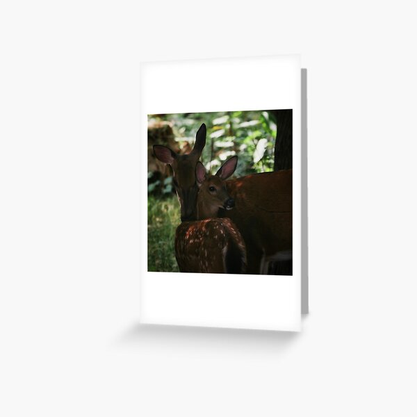 Mother and Fawn Greeting Card