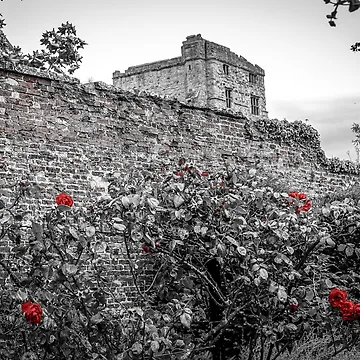 Artwork thumbnail, CASTLE AND ROSES PRINT by lindaully