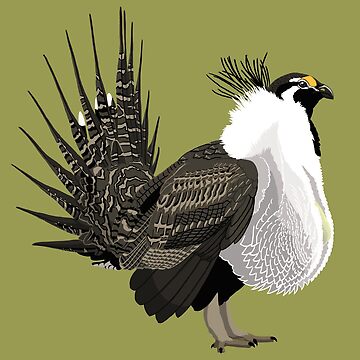 Artwork thumbnail, Greater Sage-Grouse (support the Bird Conservancy of the Rockies) by BennuBirdy