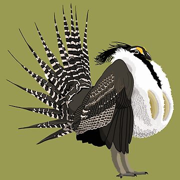 Artwork thumbnail, Gunnison Sage-Grouse (support the Bird Conservancy of the Rockies) by BennuBirdy
