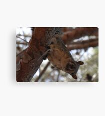 directly below! Canvas Print