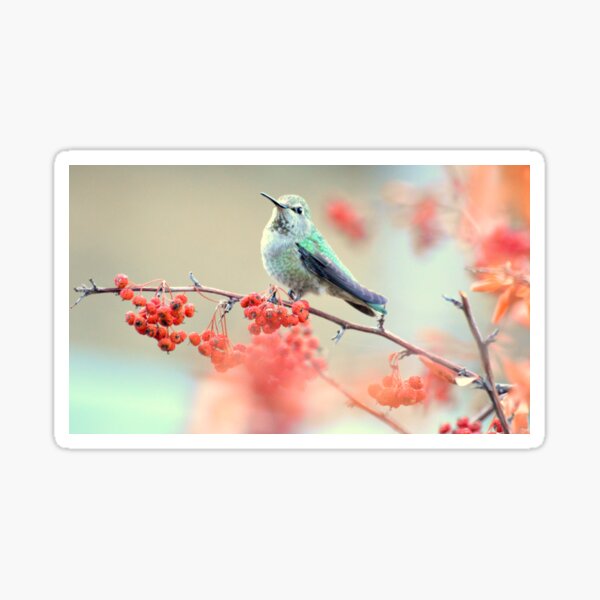 Bird on pink Sticker