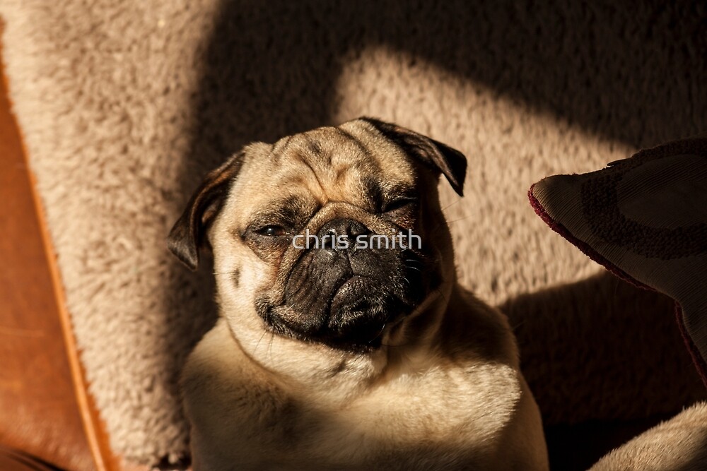 frankie the pug quot frankie the pug quot by chris smith redbubble frankie the pug quot frankie the pug quot by chris smith redbubble