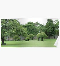 green chang Poster