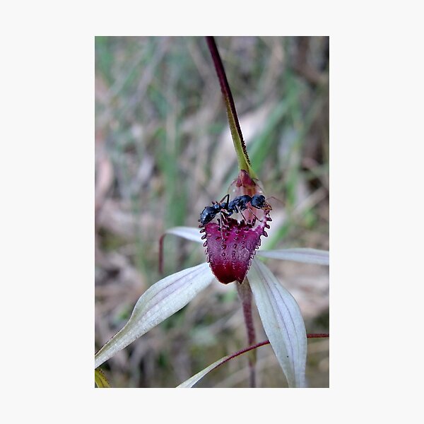 Wine-lip and friend Photographic Print