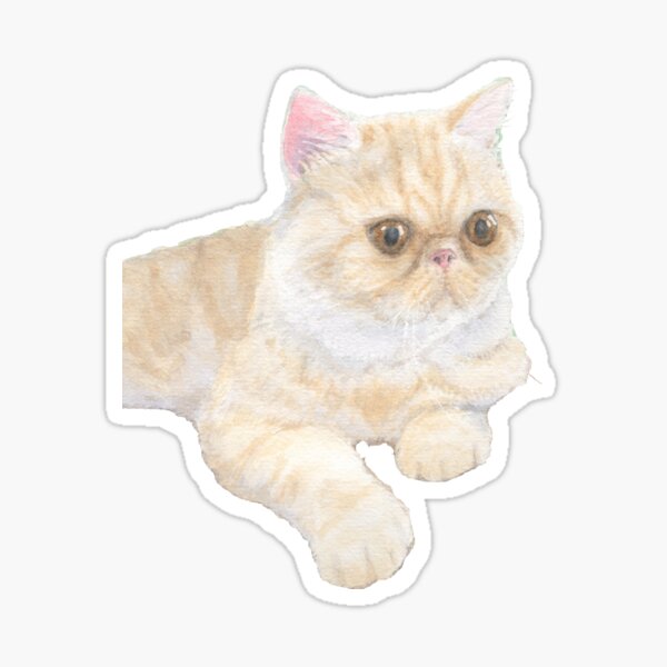 Exotic Shorthair Chat Stickers Redbubble
