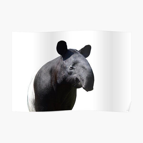 The Most Handsome Tapir in the World Poster