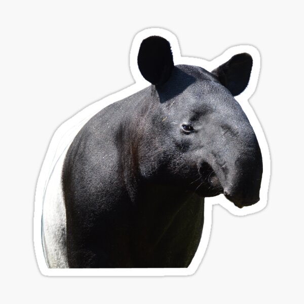 Tapir Malayan, Soft Fuzzy Stickers set of 10 Stickers, Kids Gift