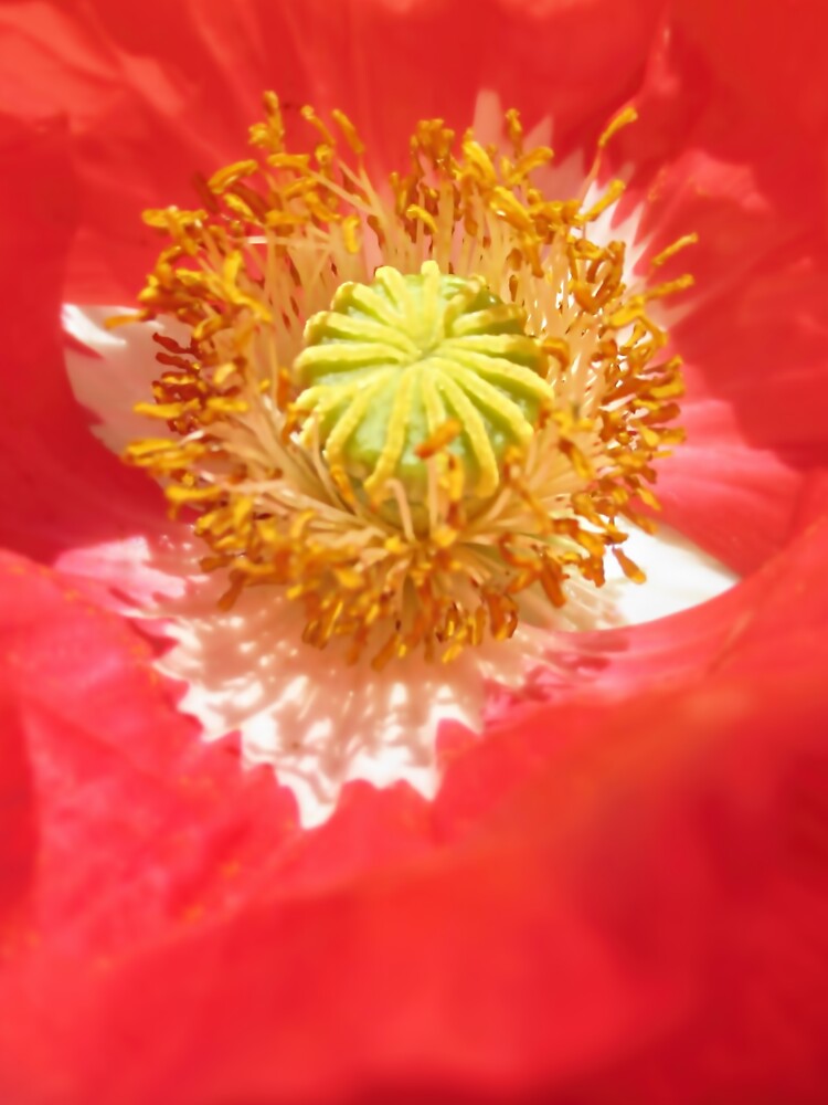 Poppy Cradle by valzart