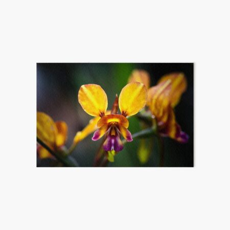 Pansy Orchids Art Board Print