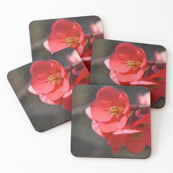 Item preview, Spring Flowering Quince designed and sold by Joy Watson - Natural Light Photography .