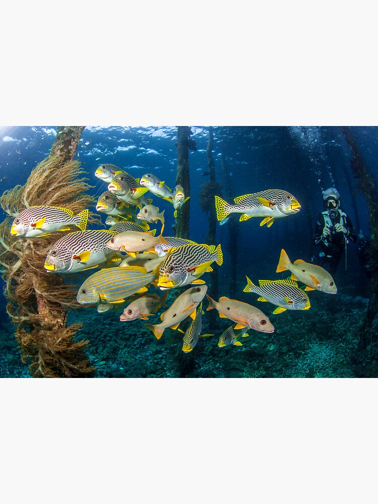Hanging with the sweetlips by DavidWachenfeld