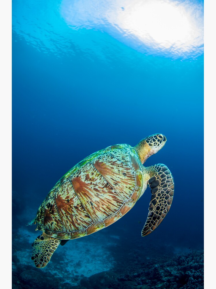 Turtle perfection by DavidWachenfeld