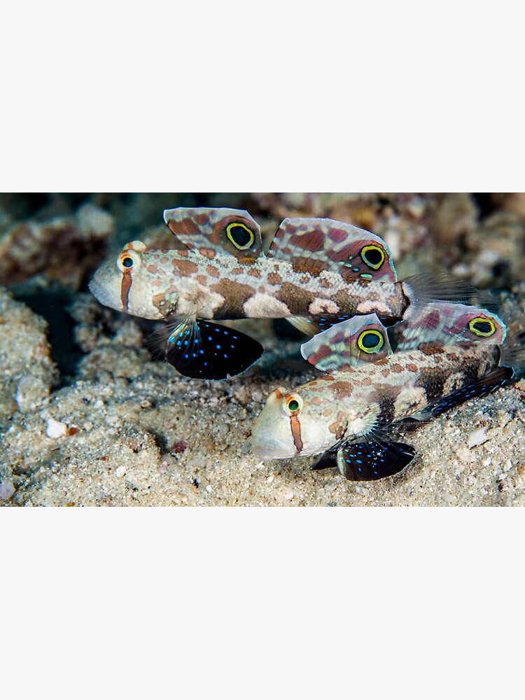 Signal gobies by DavidWachenfeld