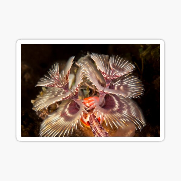 Feather duster Sticker