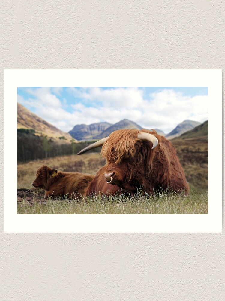 Baby Highland Cow - The Auld Romantics Print Store