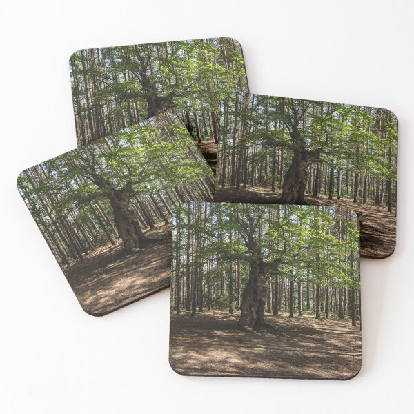 Item preview, Surrounded - an Ancient Beech Tree in a Pine Forest designed and sold by Georgia Mizuleva.