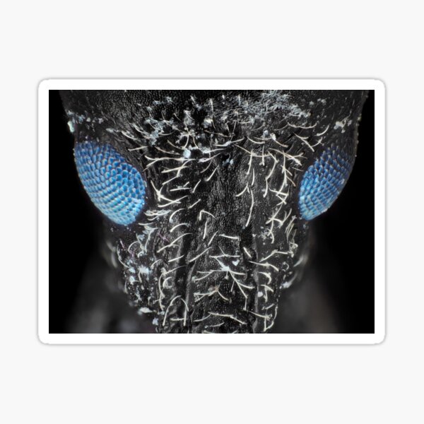 Weevil beetle under microscope in visible + UV light Sticker