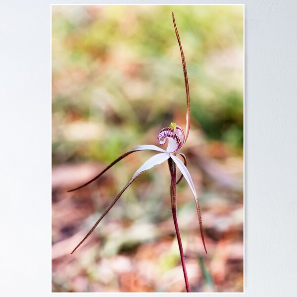 Item preview, Inverleigh Spider Orchid - Arachnorchis sp aff fragrantissima designed and sold by Paul Piko.