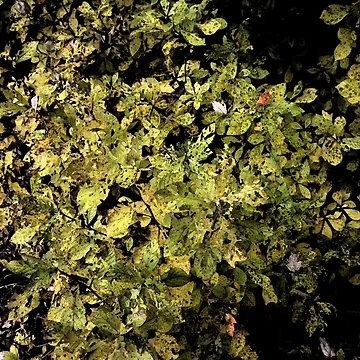 Artwork thumbnail, Autumn Abstract by RVogler