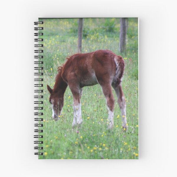 Item preview, Summer Foal designed and sold by Theresa Selley Photography.