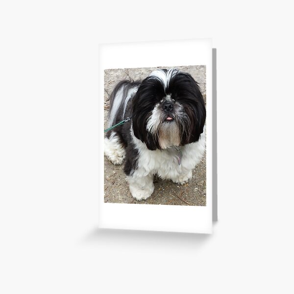 Shih Tzu Greeting Cards Redbubble