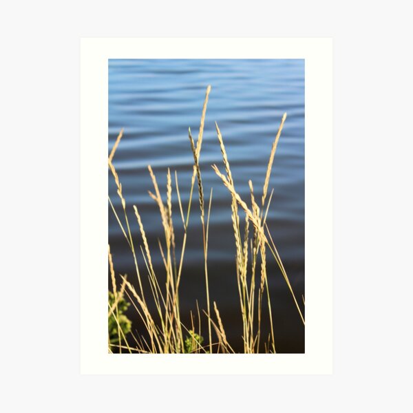 Blue seas and yellow grasses Art Print