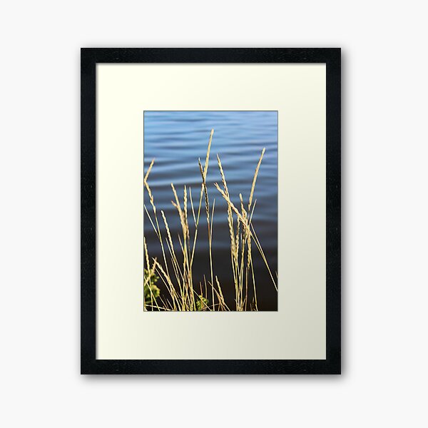 Blue seas and yellow grasses Framed Art Print