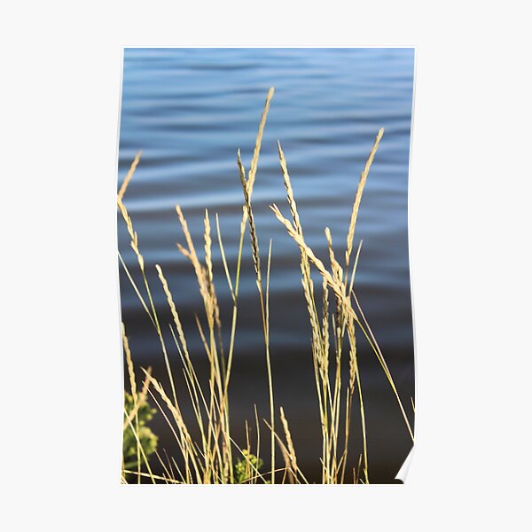 Blue seas and yellow grasses Poster