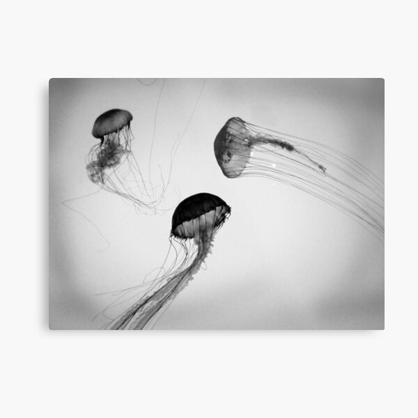 Jelly Fish Metal Print