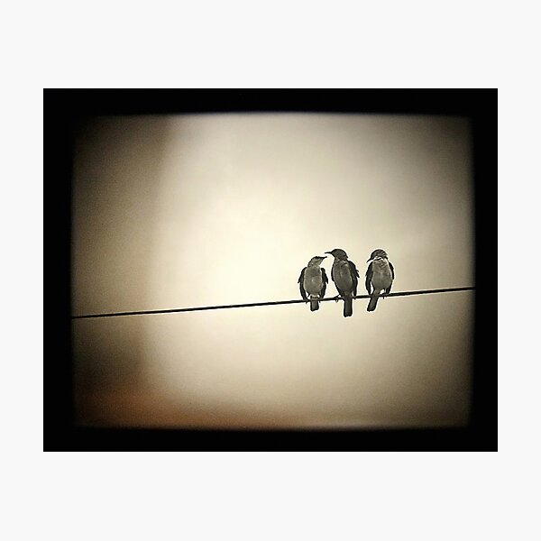 Three Little Birds Photographic Print