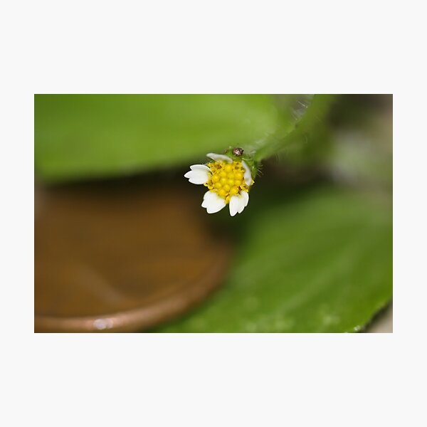 Artikelvorschau, Tiny Tiny Tiny entworfen und verkauft von MountainLover.