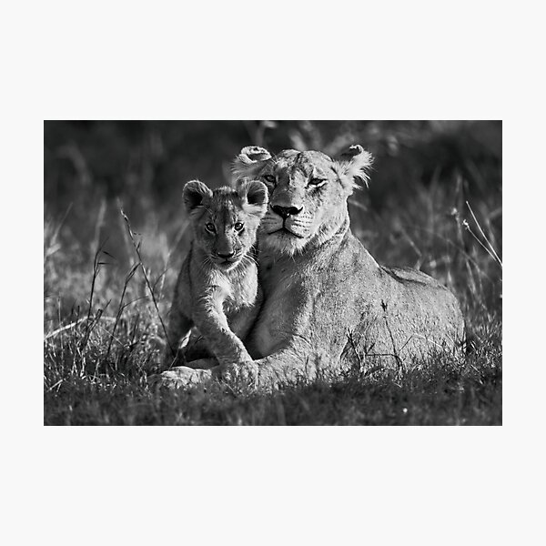 Lion family portrait Photographic Print