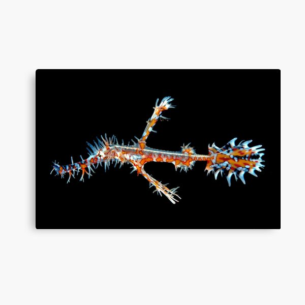Ornate Ghost Pipefish Canvas Print