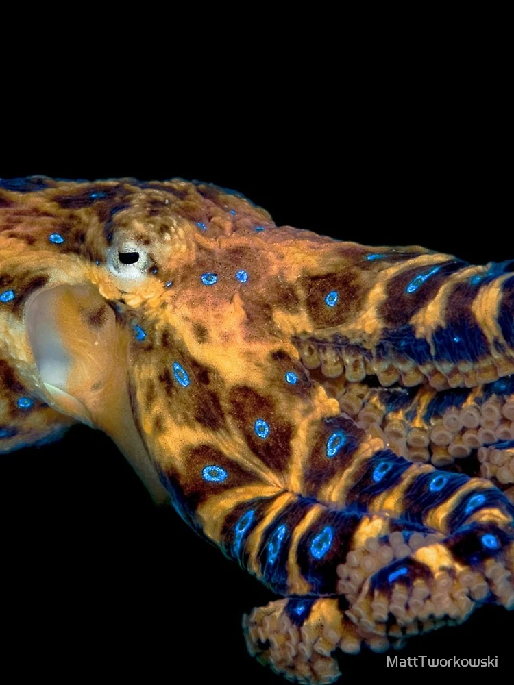 Thumbnail 5 of 5, iPhone Case, Blue Ringed Octopus designed and sold by MattTworkowski.