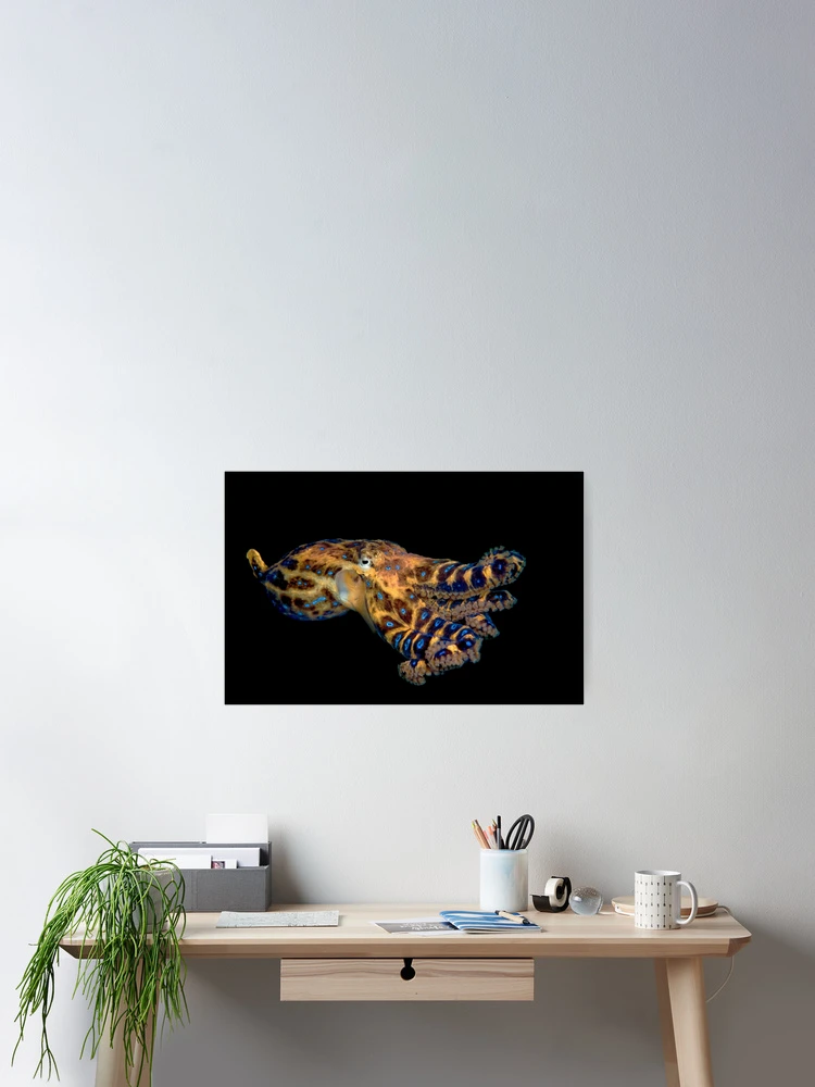 Thumbnail 2 of 3, Poster, Blue Ringed Octopus designed and sold by MattTworkowski.