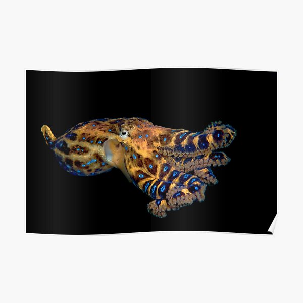 Blue Ringed Octopus Poster