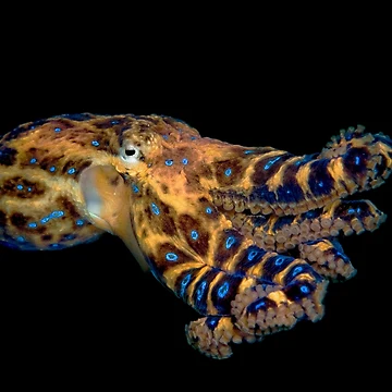 Artwork thumbnail, Blue Ringed Octopus by MattTworkowski