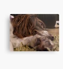 It's A Dog's Life... Metal Print