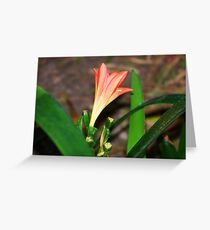 Burgmansia Greeting Card
