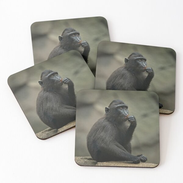 Item preview, Sulawesi Crested Macaque Youngster designed and sold by rawshutterbug.