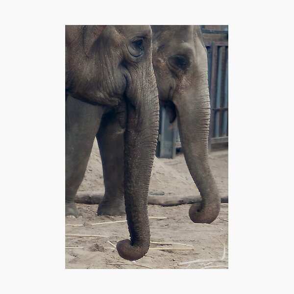 Artikelvorschau, Curly Trunks entworfen und verkauft von steppeland.
