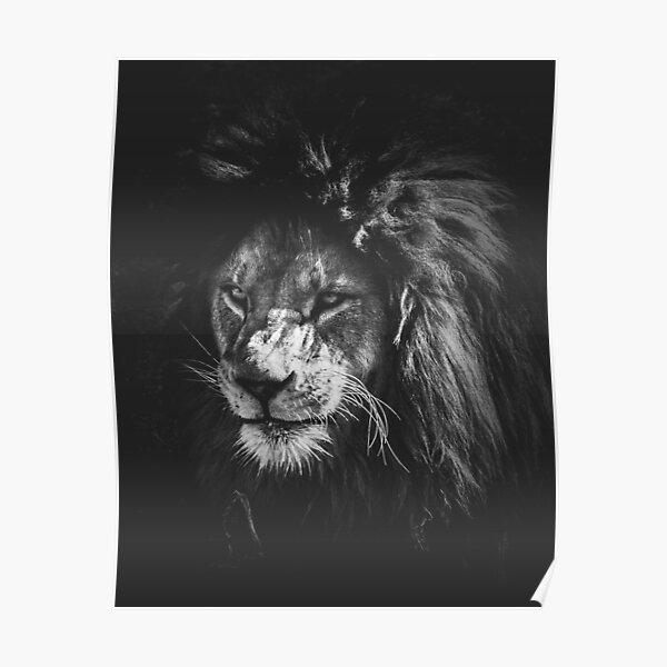 "Black and white lion" Poster for Sale by jsebouvi Redbubble