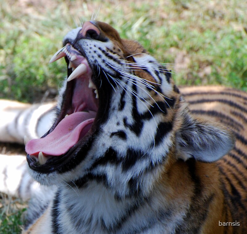 "What large teeth you have Mr. Tiger" by barnsis | Redbubble