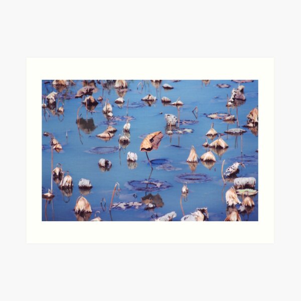 River Lotus Art Print
