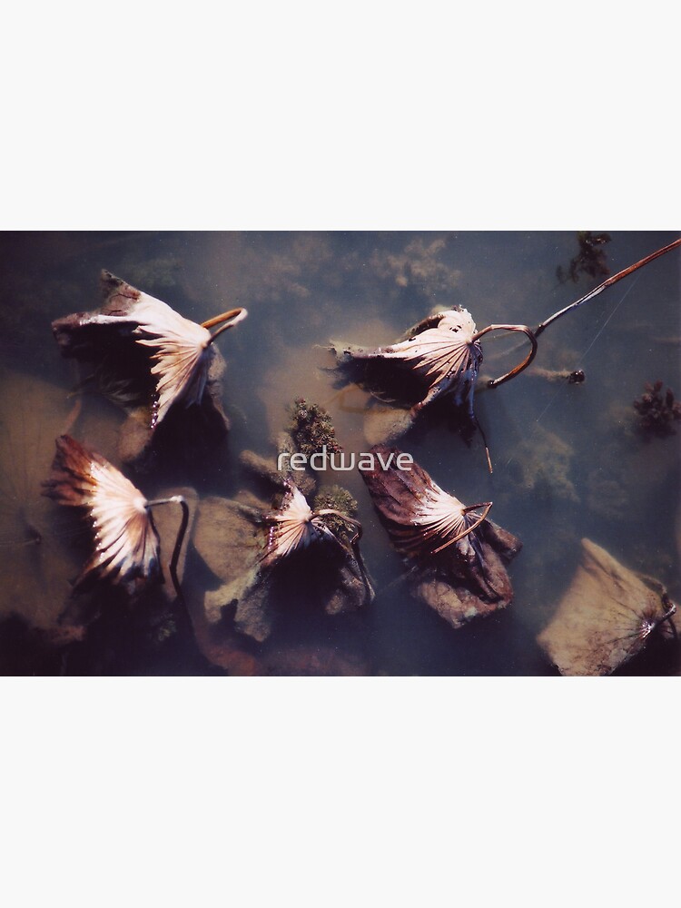 River Lotus by redwave
