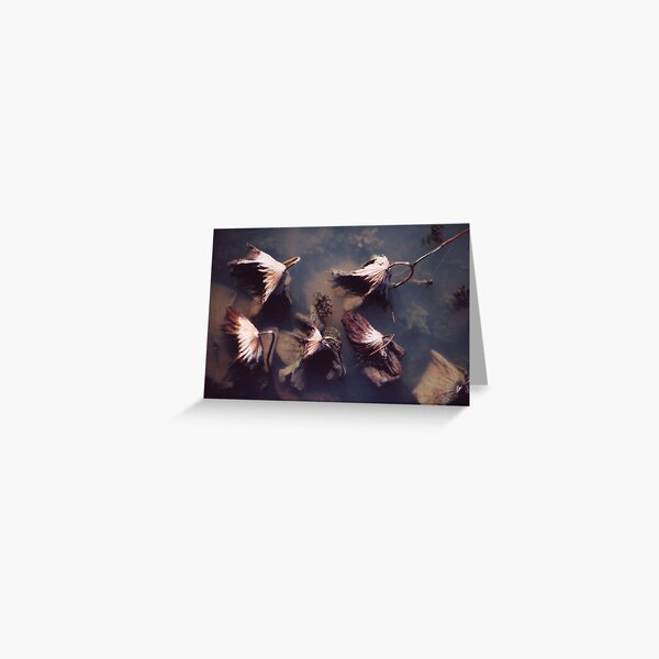 River Lotus Greeting Card