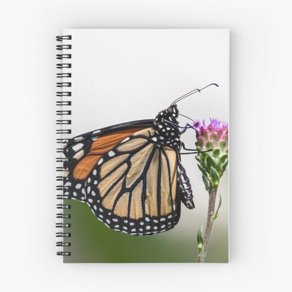 Item preview, Monarch 2018-17 designed and sold by Thomasyoung.