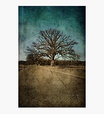 Largest Oak in Missouri Photographic Print